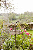 Rosa Tulpen mit Gartenobelisk aus Weidengeflecht im ländlichen Oxfordshire, England, Vereinigtes Königreich