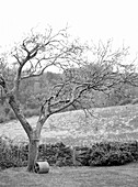 Bare tree with garden roller in rural Oxfordshire, England, UK