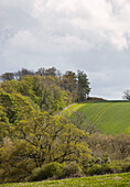 Bäume am Rande von Ackerland im ländlichen Oxfordshire, England, Vereinigtes Königreich