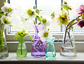 Cut flowers in single stem vases on windowsill of Oxfordshire home, England, UK