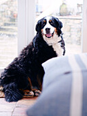Pet dog sitting at back door of Devonshire country home UK