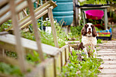 Dog sitting with cold-frames in Surrey back garden England UK