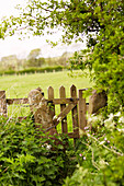 Wooden gate to field in rural Derbyshire farmland England UK