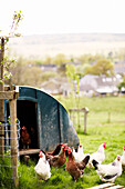 Hühner vor einem Hühnerstall auf einem Bauernhof in Derbyshire England UK