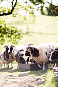 Sheep at trough in rural Derbyshire farmland England UK