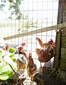Chickens in coop Brittany France