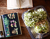 Getrocknete Hortensie und Notizbuch auf Tischplatte in bretonischem Gästehaus, Frankreich