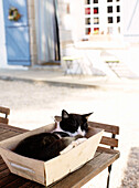 Katze schläft in Kiste auf Tisch vor bretonischem Bauernhaus Frankreich