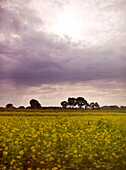 Rape seed oil field under storm clouds in Brittany France