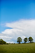 Bäume auf einem Feld in Hexham unter blauem Himmel Northumberland UK