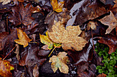 Fallen leaves in Scottish borders UK