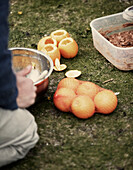 Man preparing chocolate oranges for beach picnic in County Sligo Connacht Ireland