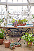 Weiße Blumen und Topfpflanzen im Gewächshaus von Capheaton Hall in Northumberland, UK