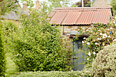 Overgrown doorway of Oxfordshire garden shed, England, UK