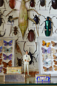 Butterfly and beetle collection with storage tins in Chippenham home, Wiltshire, UK