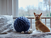 Pet dog with blue paper bauble and cushion at window in East Grinstead home, West Sussex, UK