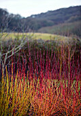 Wechselnde Farben im Herbst in der Landschaft von Worcestershire, England, UK