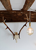 Antlers and lightbulb below beamed ceiling in Warwickshire farmhouse, England, UK