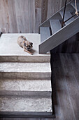 Pet dog lying on concrete steps in Rye barn conversion, East Sussex