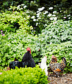 Freilaufende Hühner im Garten eines Hauses in Syresham, Northamptonshire, UK