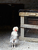 Huhn im Hühnerstall in Syresham, Northamptonshire, UK