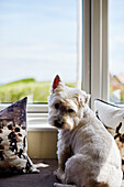 West Highland Terrier looking back from window seat in Northumbrian home, UK