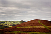 Bracken on hillside with Offa's Dyke Path in Gladestry on the South Wales borders