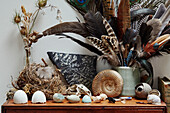 Feathers and eggshells with birds nest in Gladestry on the South Wales borders