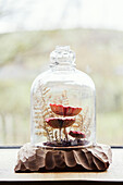 Toadstools under bell jar on windowsill of Gladestry cottage on South Wales borders