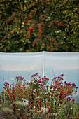 Flowering wildflowers and polytunnel in rural garden on Radnorshire-Herefordshire border