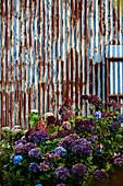 Rusty corrugated iron cladding on barn with Hydrangea flowers in garden near Hay-on-Wye, Wales, UK