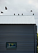 Birds perched on corrugated metal roof in Sligo, Ireland