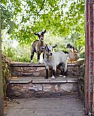Two small goats and a duck on steps Devon, UK