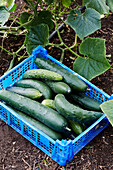 Crate of courgettes at Old Lands kitchen garden Monmouthshire, UK