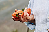 Mann mit Tomaten in der Hand