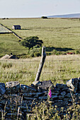 Fence and drystone wall in Yorkshire countryside, UK