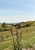 Fingerhut (Digitalis) wächst auf einem Hügel in der Landschaft von Yorkshire, UK