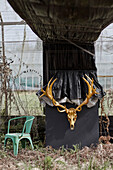 Gold painted antlers and black plastic sheeting inside greenhouse Somerset, UK