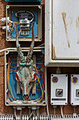 Animal skull in electrical circuit box Somerset, UK
