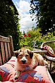 Hund liegt auf einem Kissen im Garten eines Bauernhauses in Oxfordshire, UK