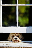 Trauriger Hund im Fenster eines britischen Landhauses