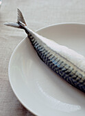 Whole Mackerel fish on white plate