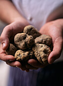 Hands holding whole white fresh truffles