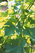 Close up of grape vines in a vineyard