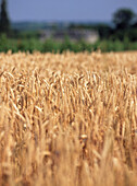 Field of wheat ready for harvesting in the French countryside