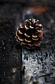 Single pine cone on tabletop