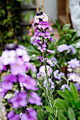 Blühende violette Pflanze im Garten in Brighton, East Sussex, England, UK