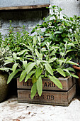 Plants potted in salvaged crates in Brighton garden East Sussex, England, UK