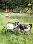 Hund sitzt auf einer Gartenbank