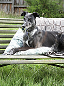 Dog sitting on a garden bench